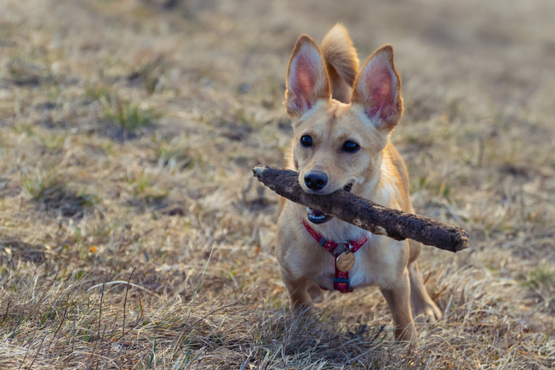 The Rat-Chi | Shutterstock