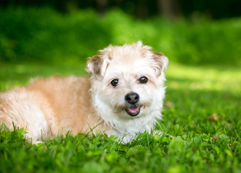 The Pomapoo | Alamy Stock Photo