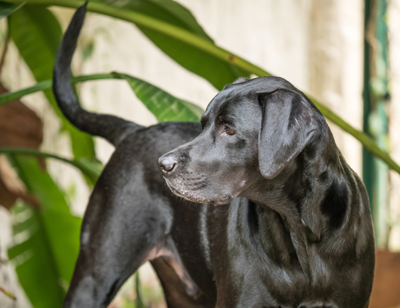 The Lab Pointer | Shutterstock