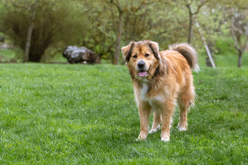 The Golden Shepherd | Shutterstock