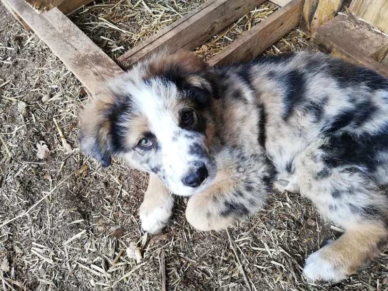 Australian Shepherd Dalmatian Mix | Instagram/@kim_i_can