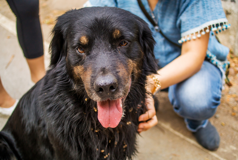 The Golden Rottie | Shutterstock