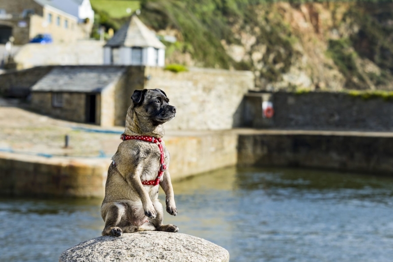 The Jug | Shutterstock