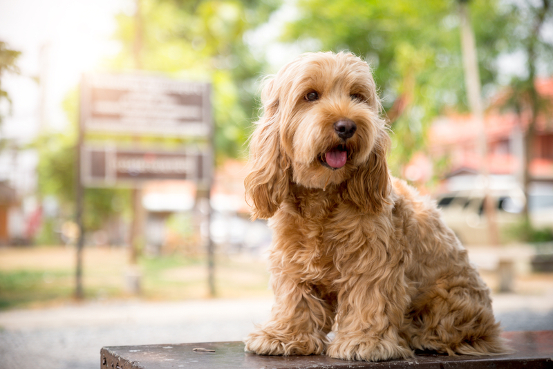 The Cockapoo | Shutterstock