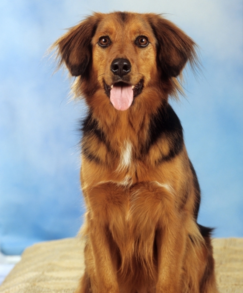 Golden Dox | Alamy Stock Photo