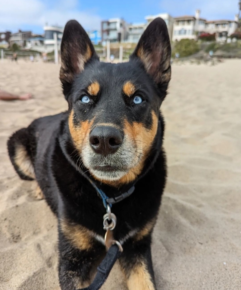 The Rottsky | Instagram/@luna_tuna_the_rottsky