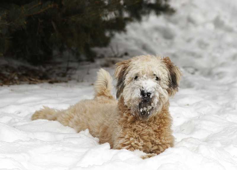 The Whoodle | Getty Images Photo by PickStock