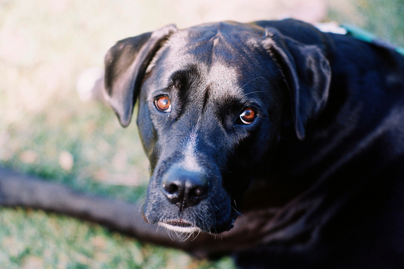 The Boxador | Shutterstock