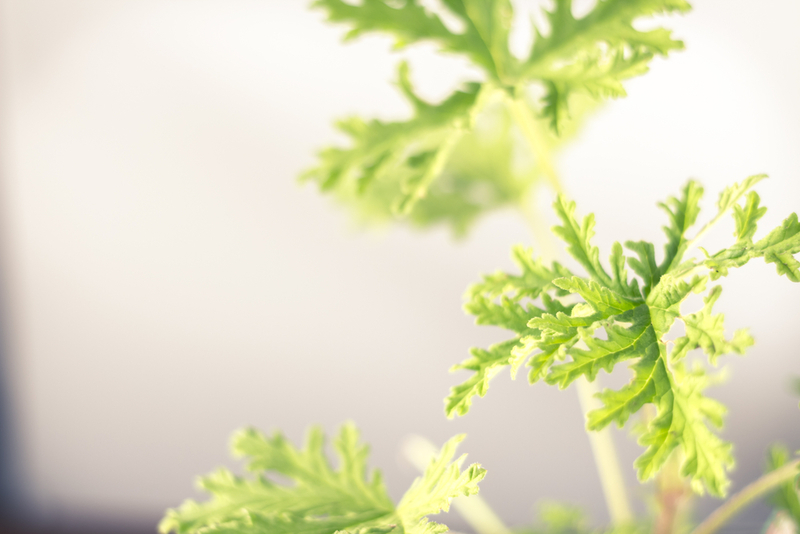 All-Natural Mosquito Repellent | Shutterstock Photo by Ezume Images