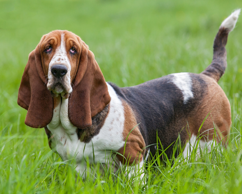 Basset Hound | Alamy Stock Photo by John Gooday