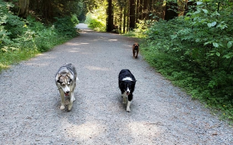 A Regular Start to the Day | Facebook/@AnnettesDoggieDaycare