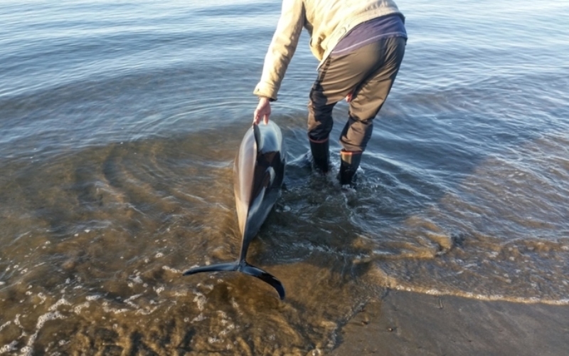 Ein Mann rettet einen Delfin vor einer Strandung | Alamy Stock Photo