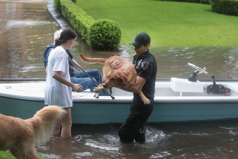 Riesige Hunde werden gerettet | Getty Images Photo by Scott Olson