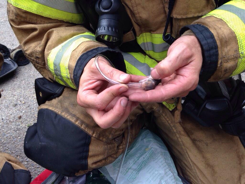 Dieser Feuerwehrmann rettete Hamsterbabys vor einem Wohnwagenbrand | Twitter/@LaceyFireDist3