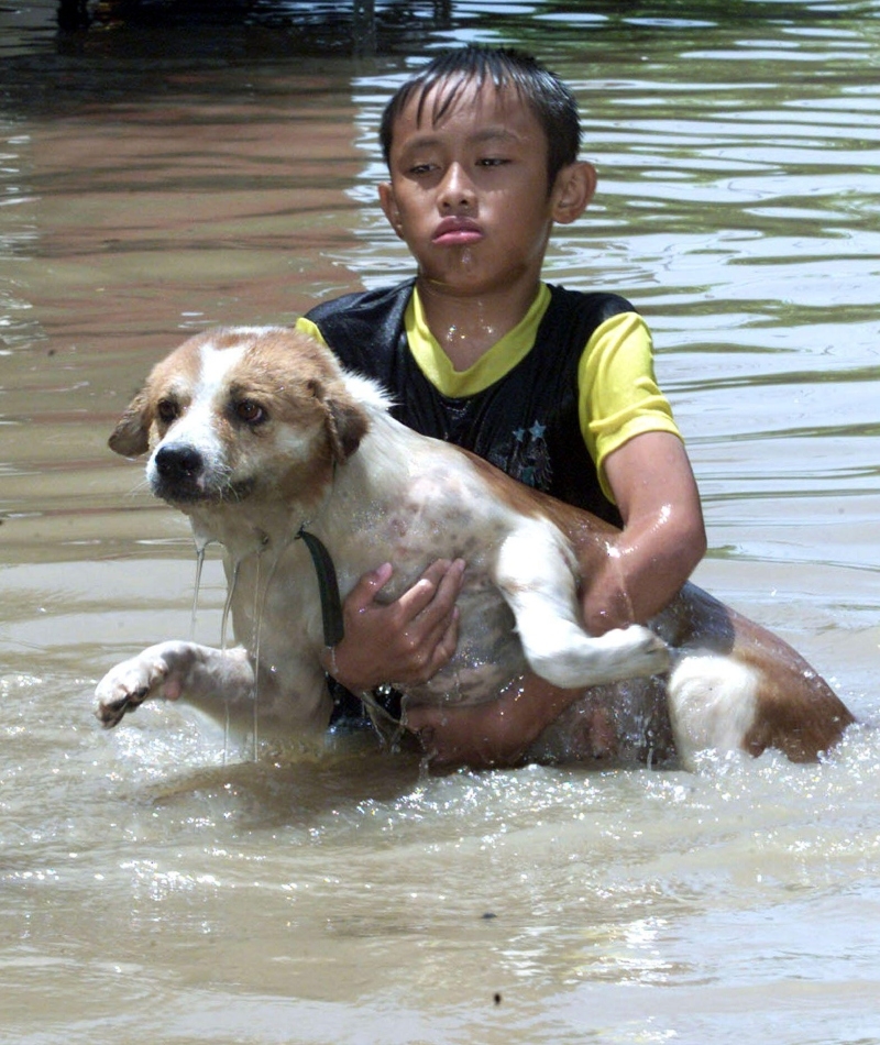 Kleiner Junge rettet einen Welpen vor einer Flut | Alamy Stock Photo