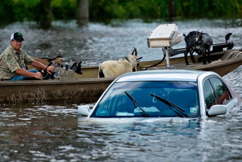 Ein Mann baut ein Boot, um Schafe zu transportieren | Getty Images Photo by BRENDAN SMIALOWSKI/AFP