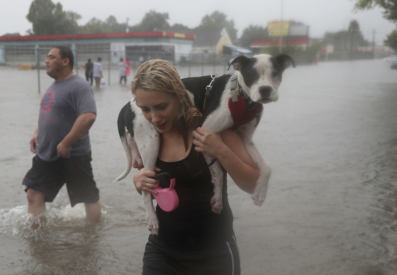 Aus den Fluten des Hurrikans Harvey gerettet | Getty Images Photo by Joe Raedle