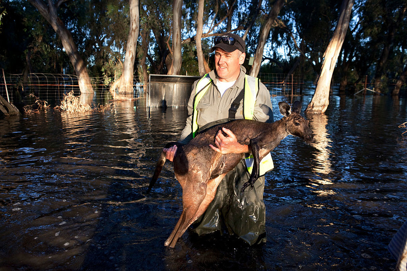 Das Känguru wird gerettet | Getty Images Photo by Gideon Mendel/In Pictures/Corbis 