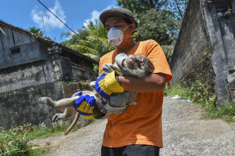 Die Gefahr eines Ausbruchs erfordert eine Rettungsmission | Getty Images Photo by BAY ISMOYO/AFP Contributor