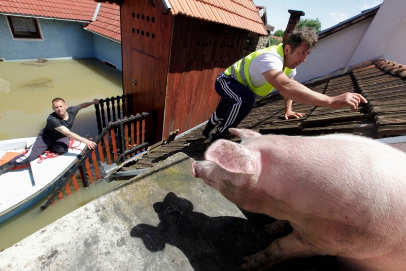 Rettung eines Schweins von einem Dach | Alamy Stock Photo