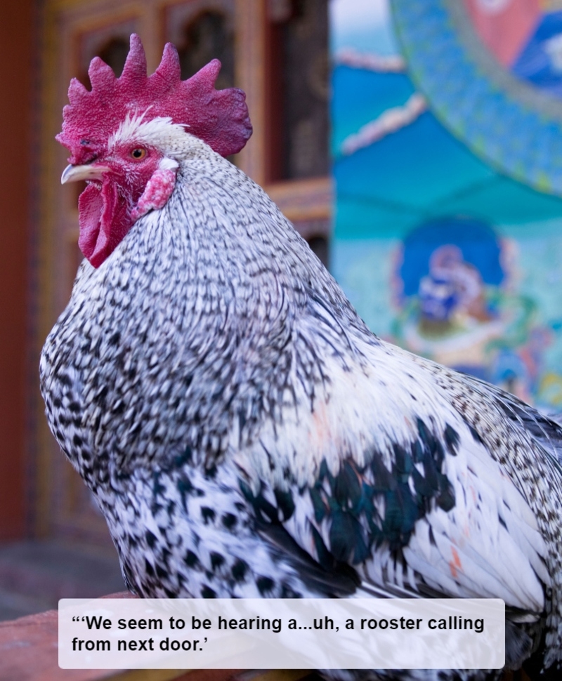Rooster | Alamy Stock Photo