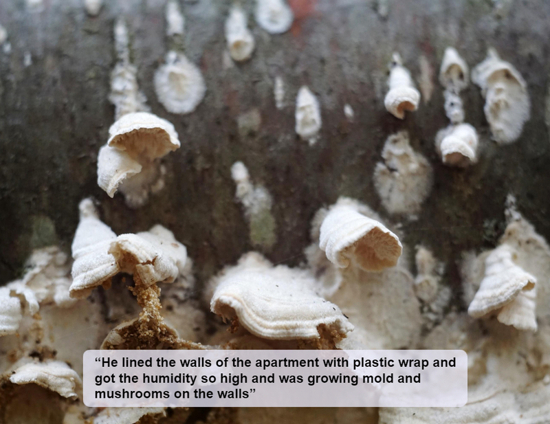 Mushroom Walls??? | Alamy Stock Photo