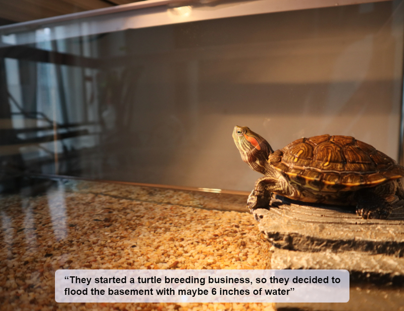 Turtle Habitat in the Basement | Shutterstock