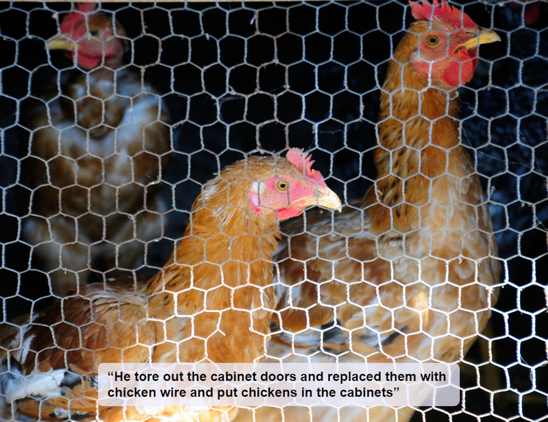 Chickens in Kitchen Cabinets? | Alamy Stock Photo