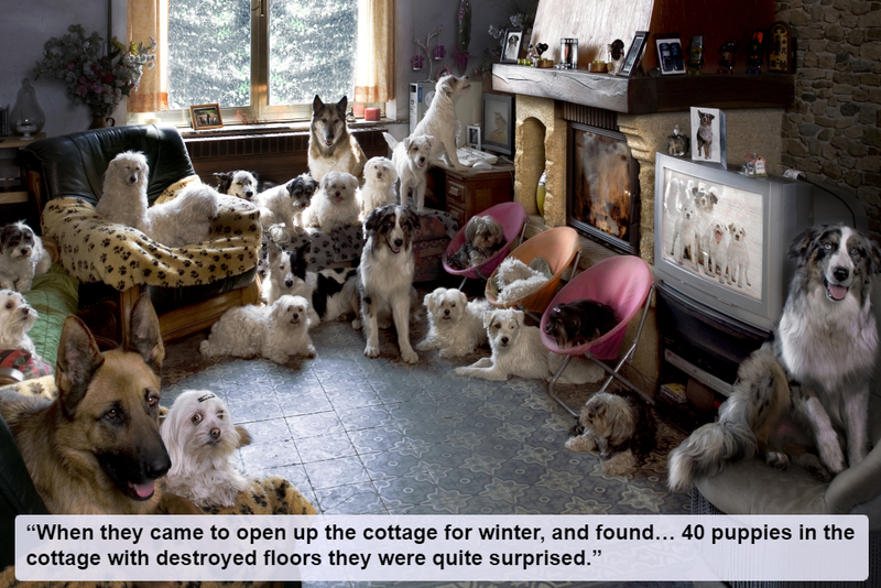 Puppy Hoarding | Shutterstock
