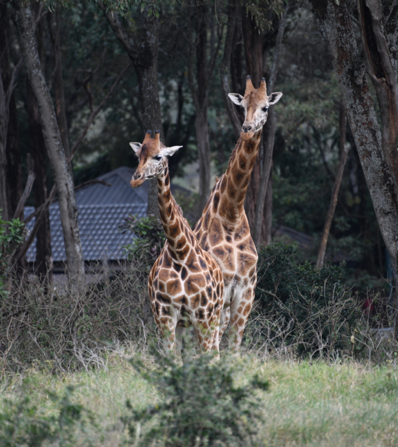 Was macht Giraffen so besonders? | Alamy Stock Photo by Stuart Manktelow