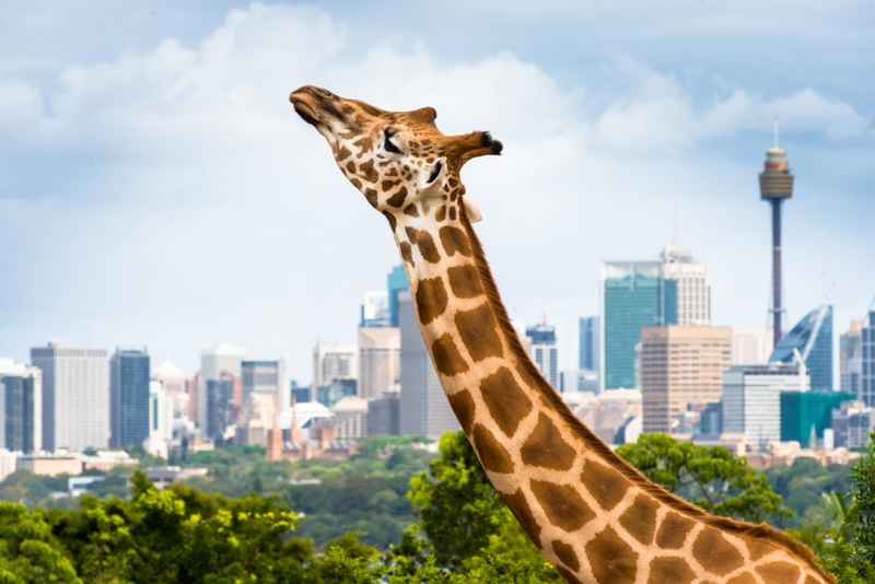 Sie liebte es, mit Giraffen im Zoo abzuhängen | Alamy Stock Photo by Andrew Michael