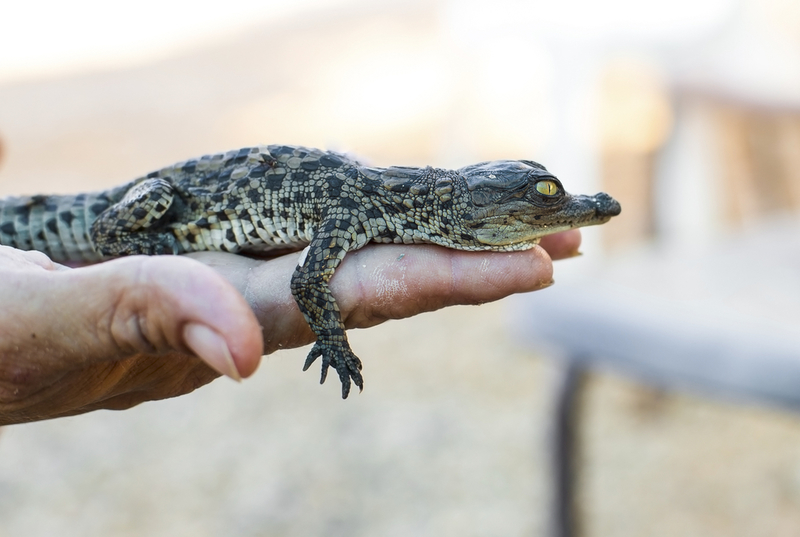 Alligators | Shutterstock Photo by Oleksandr Lysenko