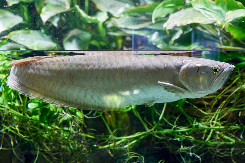 Silver Arowana | Shutterstock Photo by Grigvovan