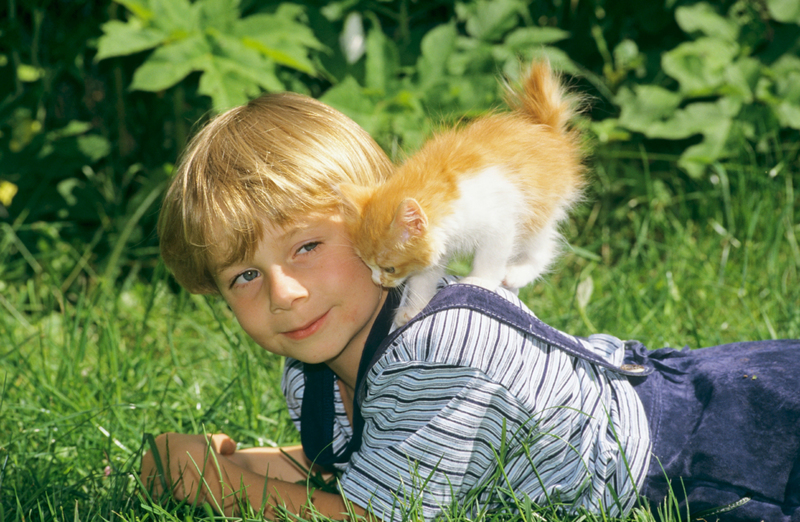 Japanese Bobtail | Alamy Stock Photo by Juniors Bildarchiv GmbH/F215