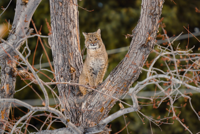 Bobcats | Shutterstock Photo by fluidmediafactory