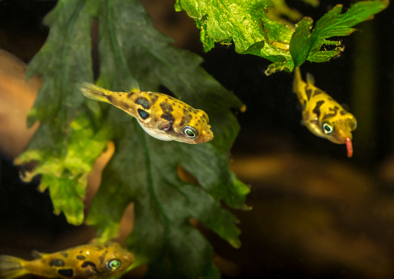 Dwarf Puffer Fish | Shutterstock Photo by Toxotes Hun-Gabor Horvath