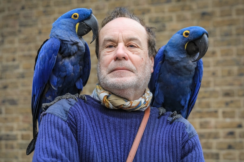 Hyacinth Macaws | Alamy Stock Photo by Imageplotter