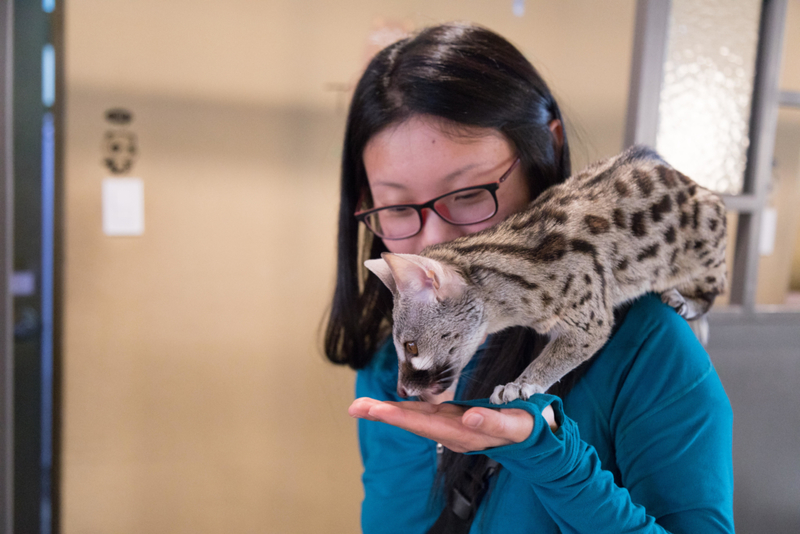 Chestnut-Spotted Genets | Alamy Stock Photo by Toni Massot