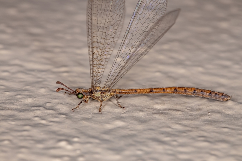 Antlions | Shutterstock Photo by inicius R. Souza