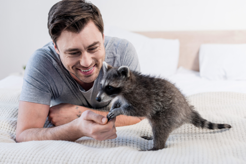 Raccoons | Alamy Stock Photo by LightField Studios Inc. 