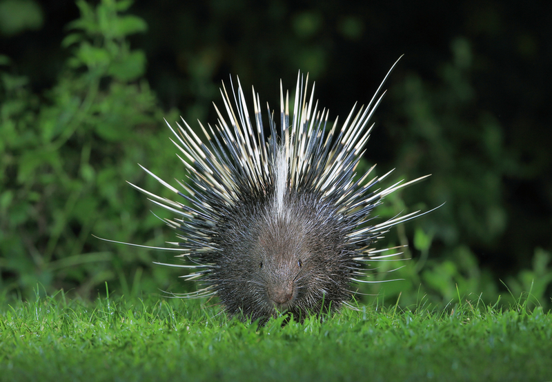 Porcupine | Shutterstock Photo by teekayu