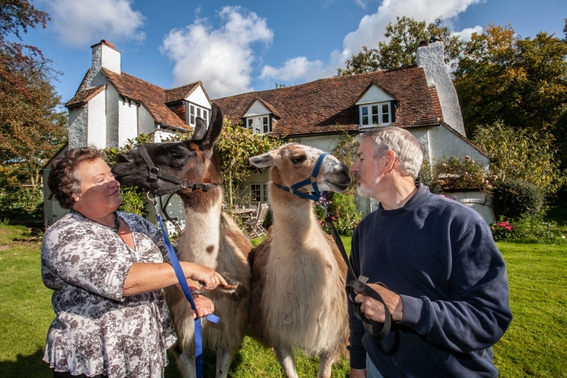 Llamas | Alamy Stock Photo by Jeff Gilbert 