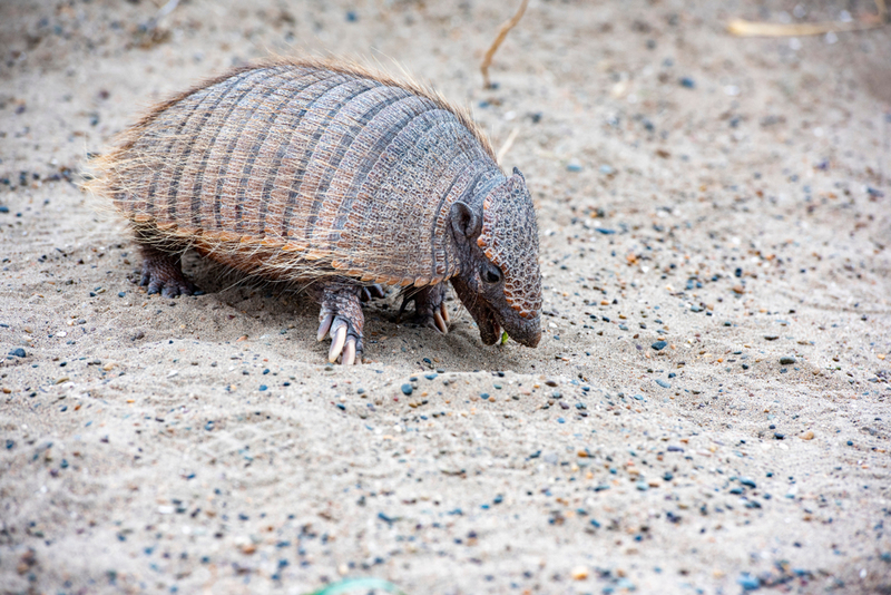 Armadillos | Shutterstock Photo by Andrea Izzotti