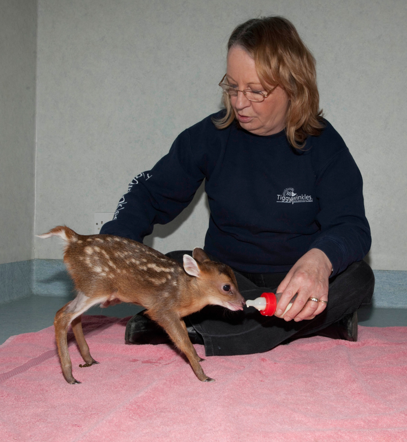 Muntjac Deers | Alamy Stock Photo by Les Stocker 