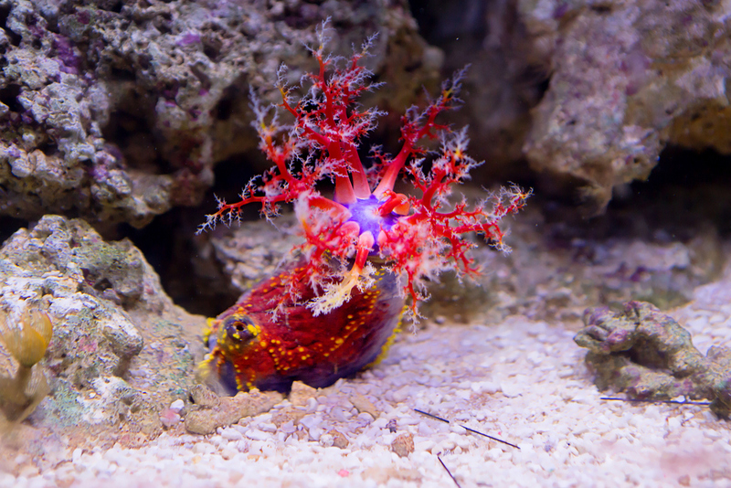 Sea Apple/Sea Cucumbers | Shutterstock Photo by Galina Savina