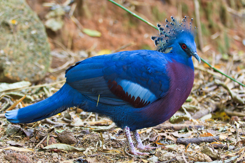 Victoria Crowned Pigeons | Shutterstock Photo by apiguide