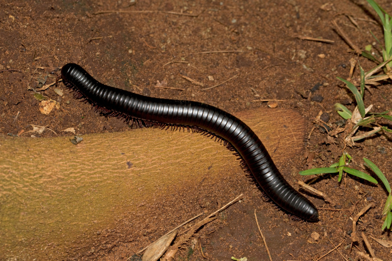 Giant Millipedes | Alamy Stock Photo by Mark Boulton 