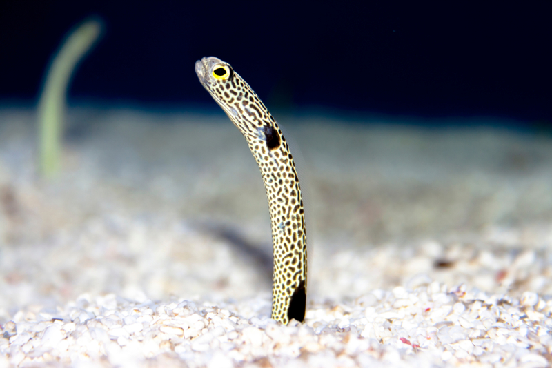 Garden Eel | Shutterstock Photo by SubAtomicScope