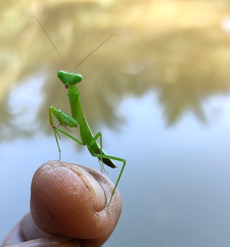 Praying Mantis | Shutterstock Photo by Johnny_Defetta