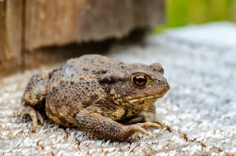 Toads | Shutterstock Photo by Lutsenko_Oleksandr